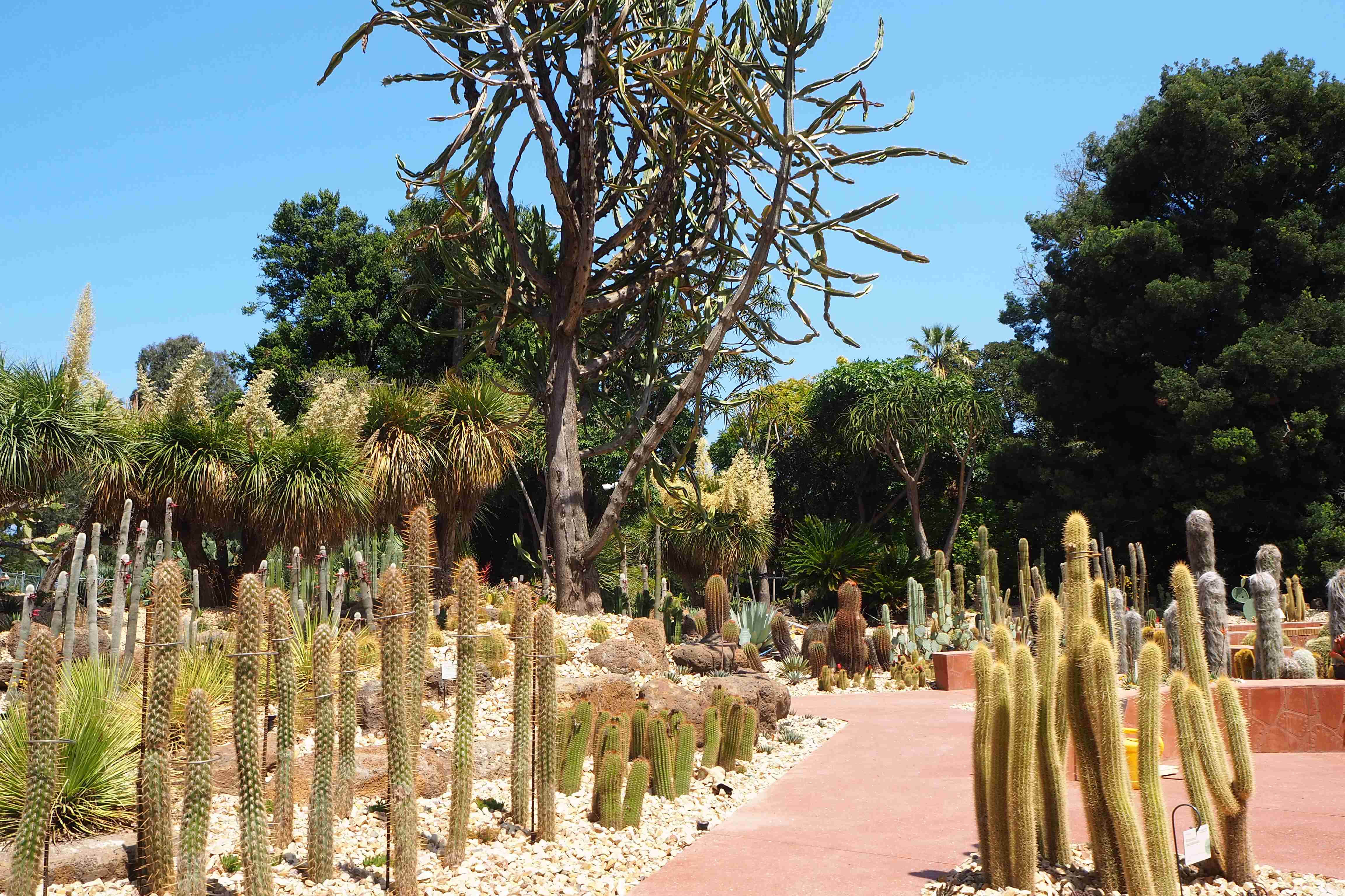 선인장 및 다육식물 정원 (Cacti and Succulent Collection)
